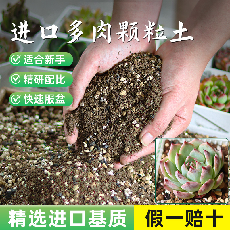 三种进口基质多肉专用新手轻松养