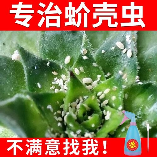 杀扑介蚧壳虫专用杀虫剂多肉绿植