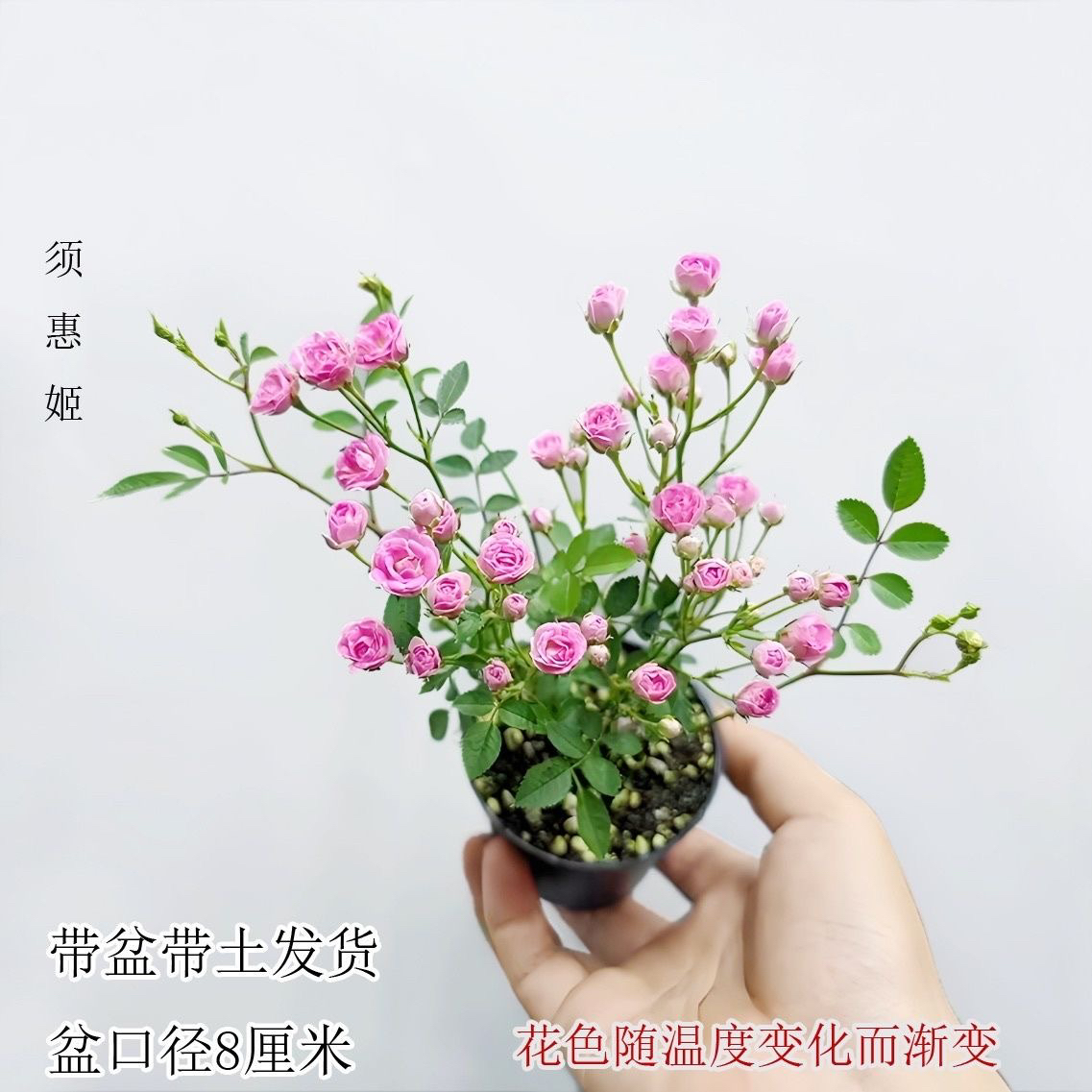 花苞超微香妃茶花迷你盆栽月季树苗耐寒开花室内阳台绿植花卉