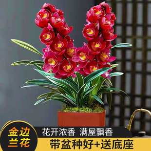 浓香金边矮种兰花苗【红宝石】建兰室内绿植盆栽花卉夏带花