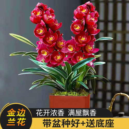 浓香金边矮种兰花苗【红宝石】建兰室内绿植盆栽花卉夏带花