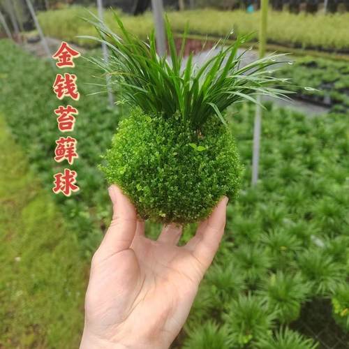 苔藓球菖蒲小盆栽微型盆景水培植物绿植办公室内迷你花卉净化空气