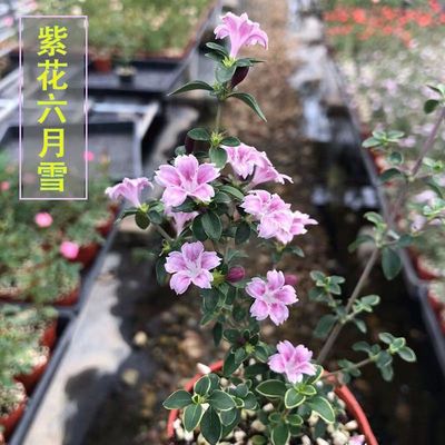 金边紫花六月雪带花苞