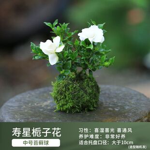 带花苞 寿星栀子花 小叶重瓣栀子室内盆景绿植花卉好养开花