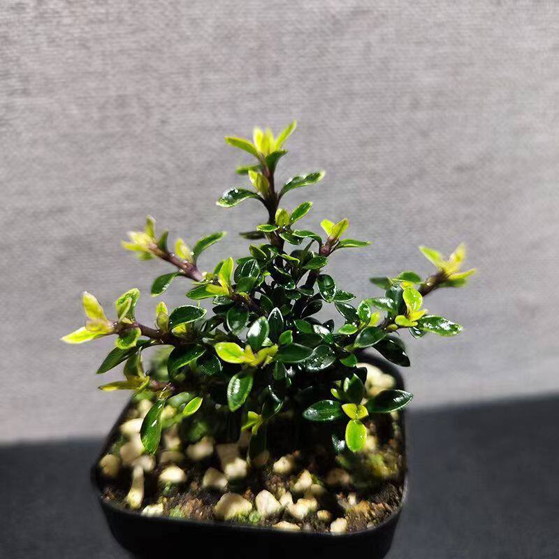 日本姬丁香掌上微盆景半阴会开花
