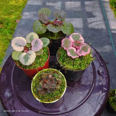 精品日本山野草虎耳草七变化御所车姬虎耳菖蒲室内桌面迷你小盆栽