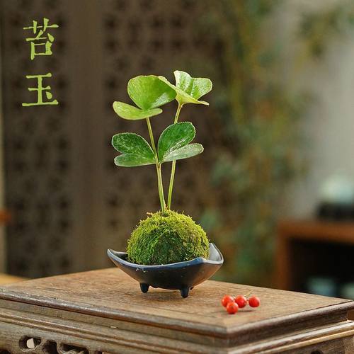 幸运四叶草室内墨西哥铁树