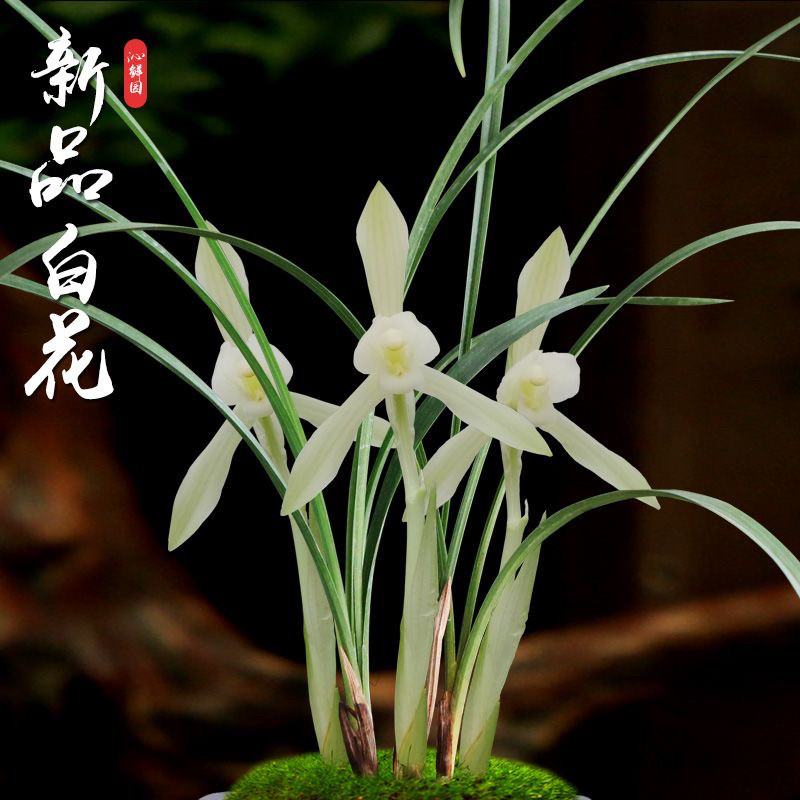带花苞春兰新品白花素室内名贵兰花植物盆栽喜阴花卉老种国兰兰草