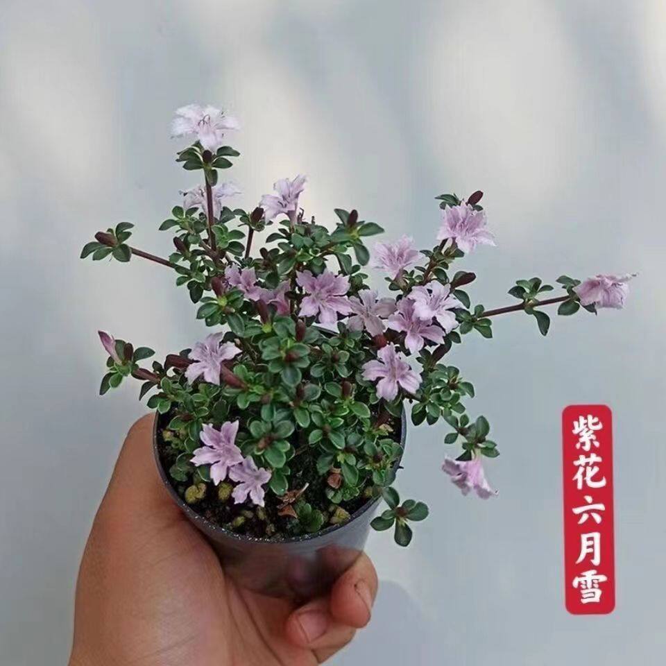 带花苞金边红花六月雪盆栽创意微