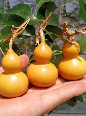 精品手捻文玩天然葫芦工艺品