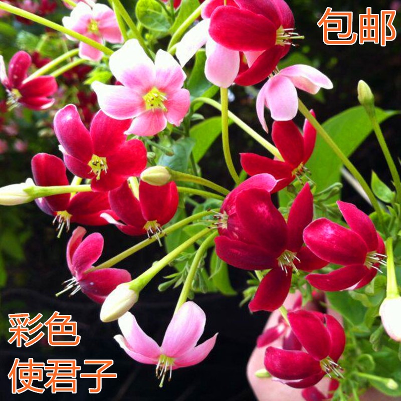 夜来香特价 天猫夜来香优惠券 淘宝夜来香优惠卷免费领取 白菜哦 夜来香特价 天猫夜来香优惠券 淘宝夜来香优惠卷免费领取 白菜哦