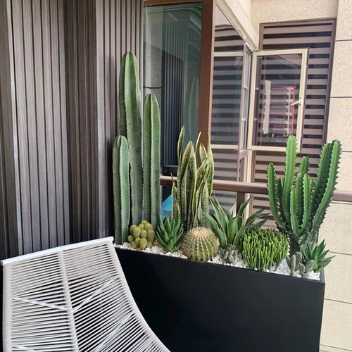 量天尺沙生植物懒人景观酒店造景