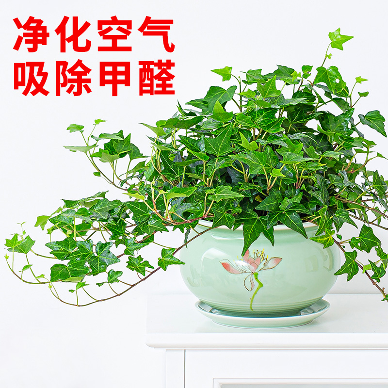 常春藤盆栽植物挂墙阳台室内水培爬藤植物北欧风吊兰长春藤常青藤 鲜花速递/花卉仿真/绿植园艺 绿植 原图主图