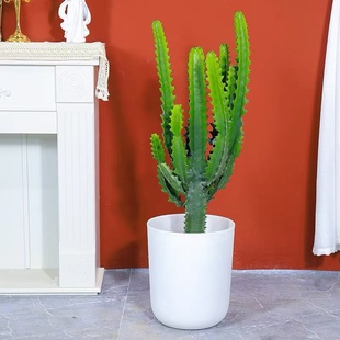 龙骨植物盆栽办公室外客厅仙人掌景观四季好养植物绿植巴西龙骨