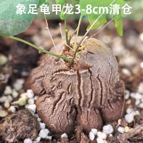 象足龟甲龙2-8cm清仓多肉植物盆栽不带易养活包邮好养异型趣味