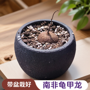 快乐植得南非龟甲龙已有裂纹带盆栽好多肉植物室内阳台绿植3 4cm