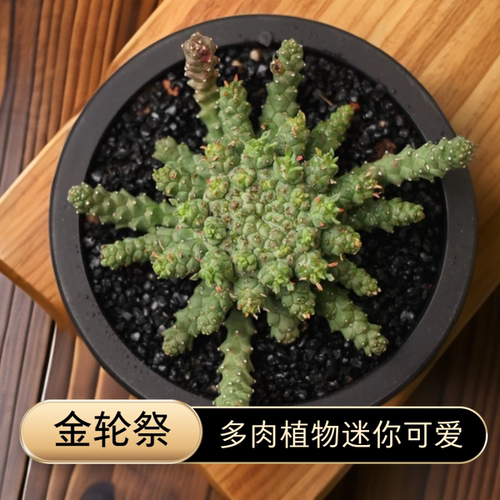 金轮祭多肉块根懒人绿植