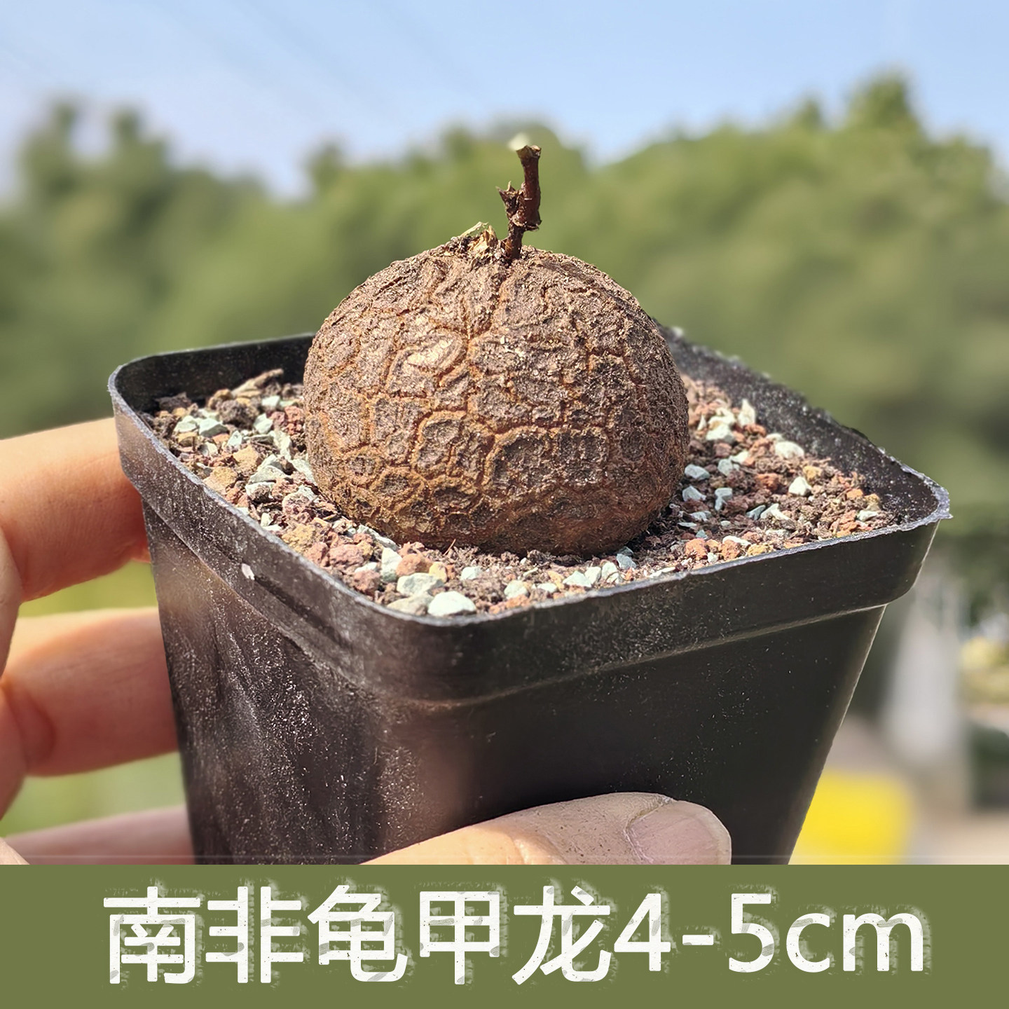 南非龟甲龙4-5cm多肉植物盆栽带盆创意造型小盆栽室内新手易养
