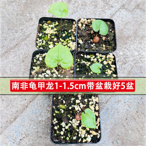 南非龟甲龙播籽实生带盆栽好包邮