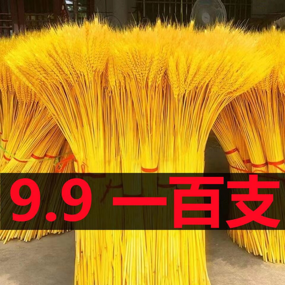 黄金麦穗干花花束开业大卖客厅天然田园装饰摆件插花拍摄道具好看