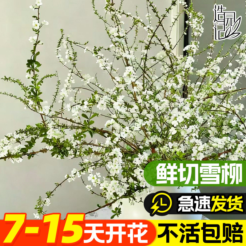 雪柳龙柳水培植物好养