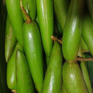 绿春县特产盐水泡羊排果500g袋装酸辣农家土特产