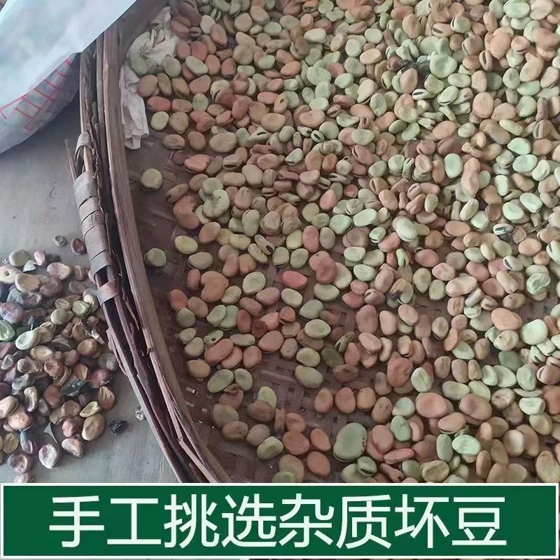 农家干蚕豆巴中小胡豆重庆小胡豆四川生胡豆罗汉豆2026年新货