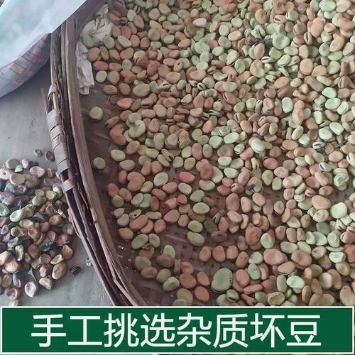 农家干蚕豆巴中小胡豆重庆小胡豆四川生胡豆罗汉豆2026年新货