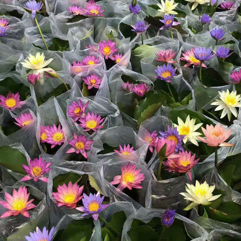 睡莲水培植物带花苞四季开花不断池鱼塘水生花卉室内好