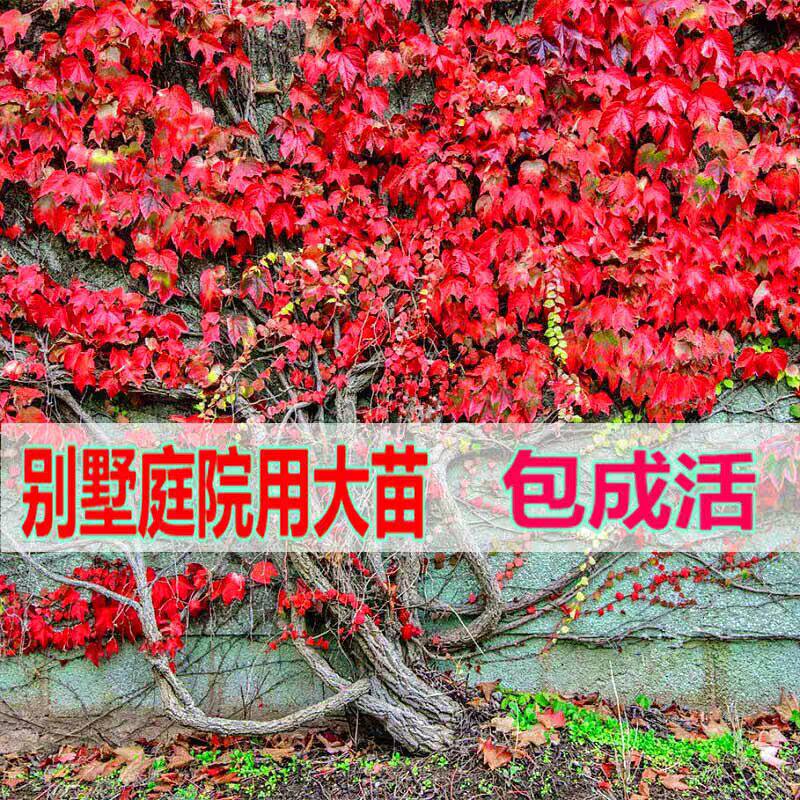 庭院别墅遮阳三叶爬山虎老桩树苗