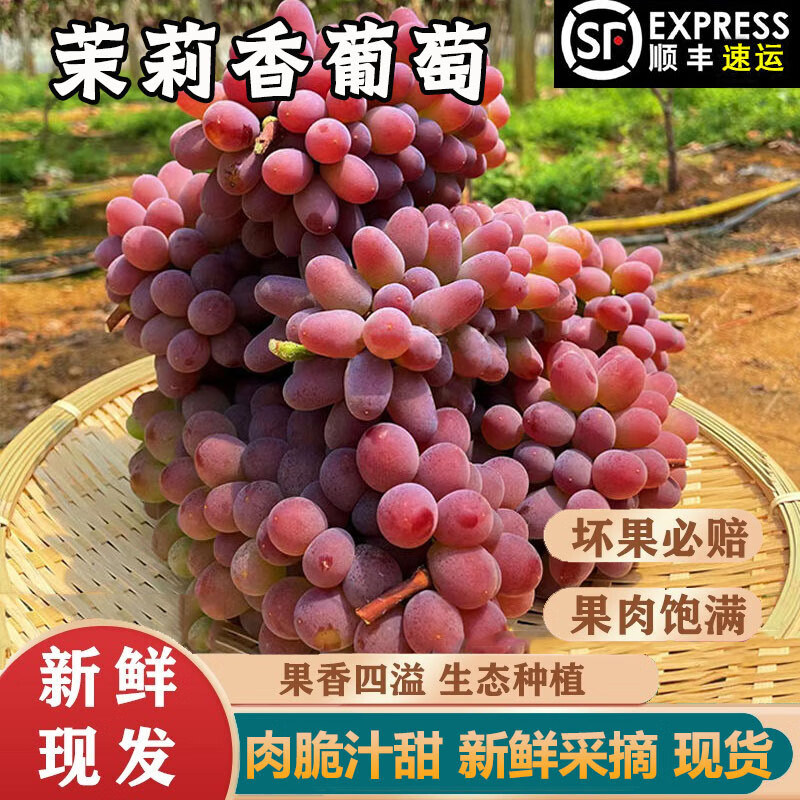 云南茉莉香葡萄新鲜郁金香红提子