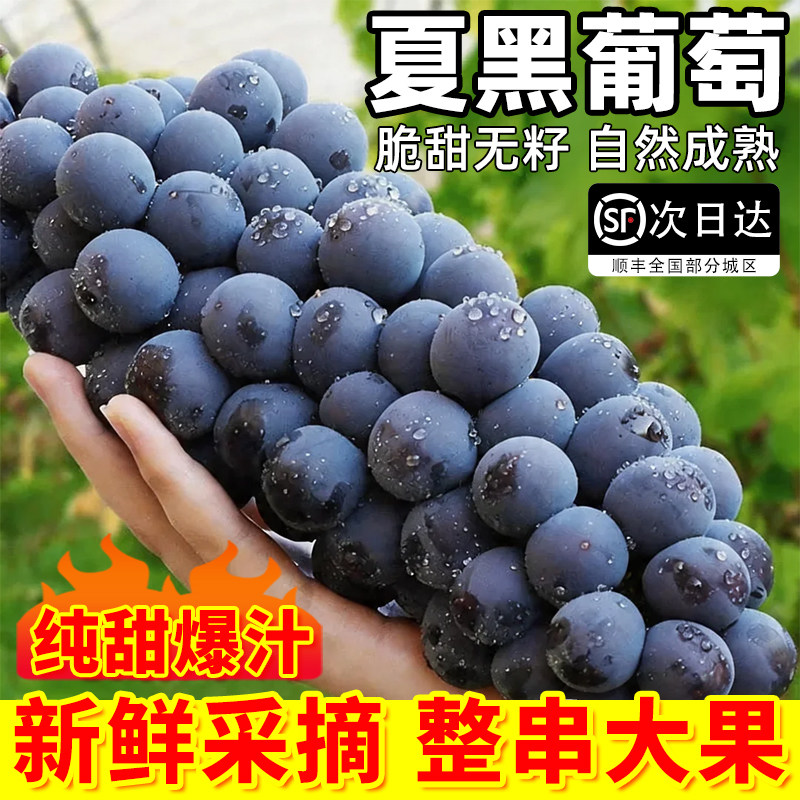 云南夏黑葡萄新鲜多汁无籽葡萄