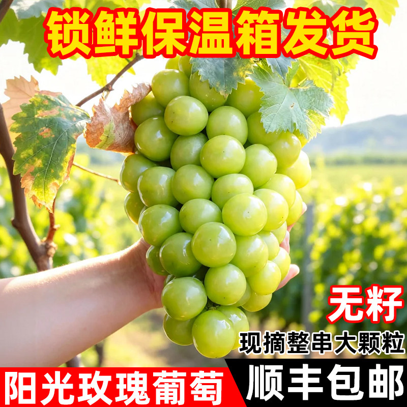 阳光玫瑰葡萄青提新鲜水果当季脆甜无籽香印提子晴王葡萄整箱顺丰