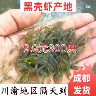 包邮 黑壳虾除藻虾草缸工具虾龙鱼饲料乌龟饲料活体饲料清洁鱼缸