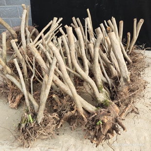 大别山映山红盆景素材桩新鲜造型多杆盆景生桩练手好活2-4杆随机