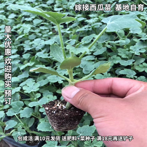 西瓜苗秧盆栽阳台价格 西瓜苗秧盆栽阳台图片 星期三