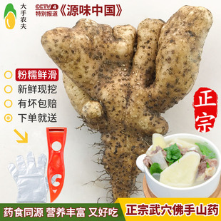 【新鲜现挖】武穴佛手山药湖北特产广济百元梅川余川蕲春手掌巴掌