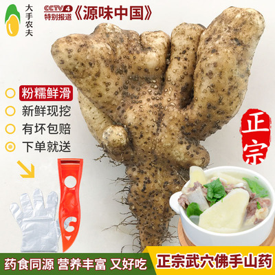 【新鲜现挖】武穴佛手山药湖北特产广济百元梅川余川蕲春手掌巴掌