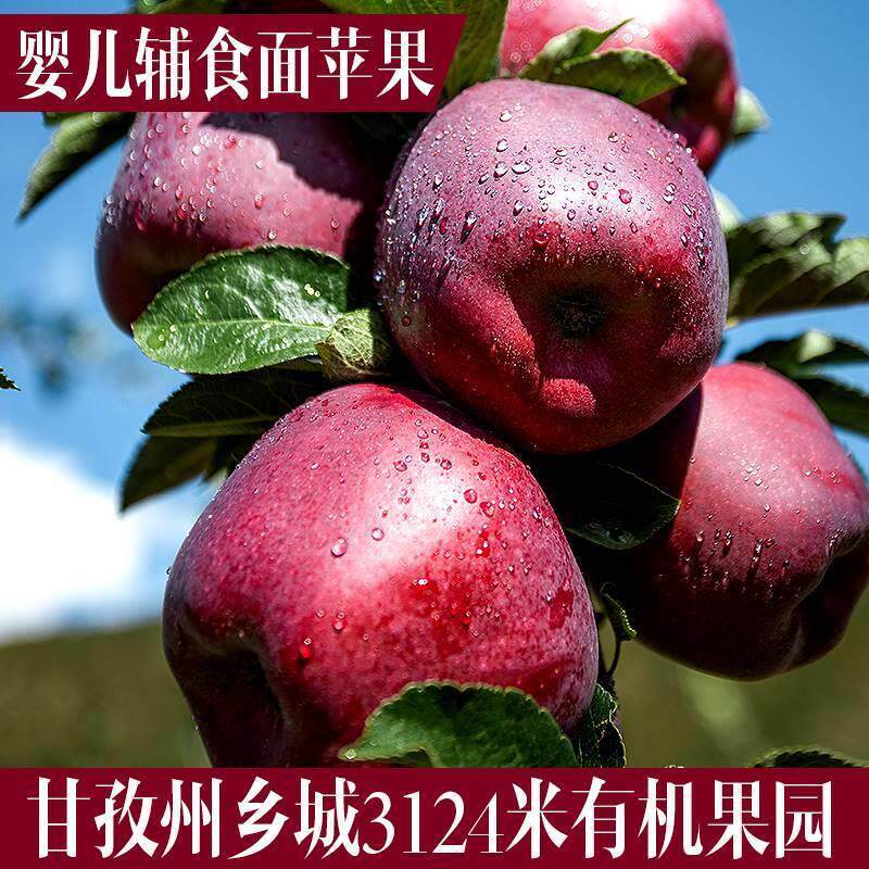 甘孜州乡城高原机有花牛红星苹果软糯婴儿辅食刮泥老人面苹果10斤