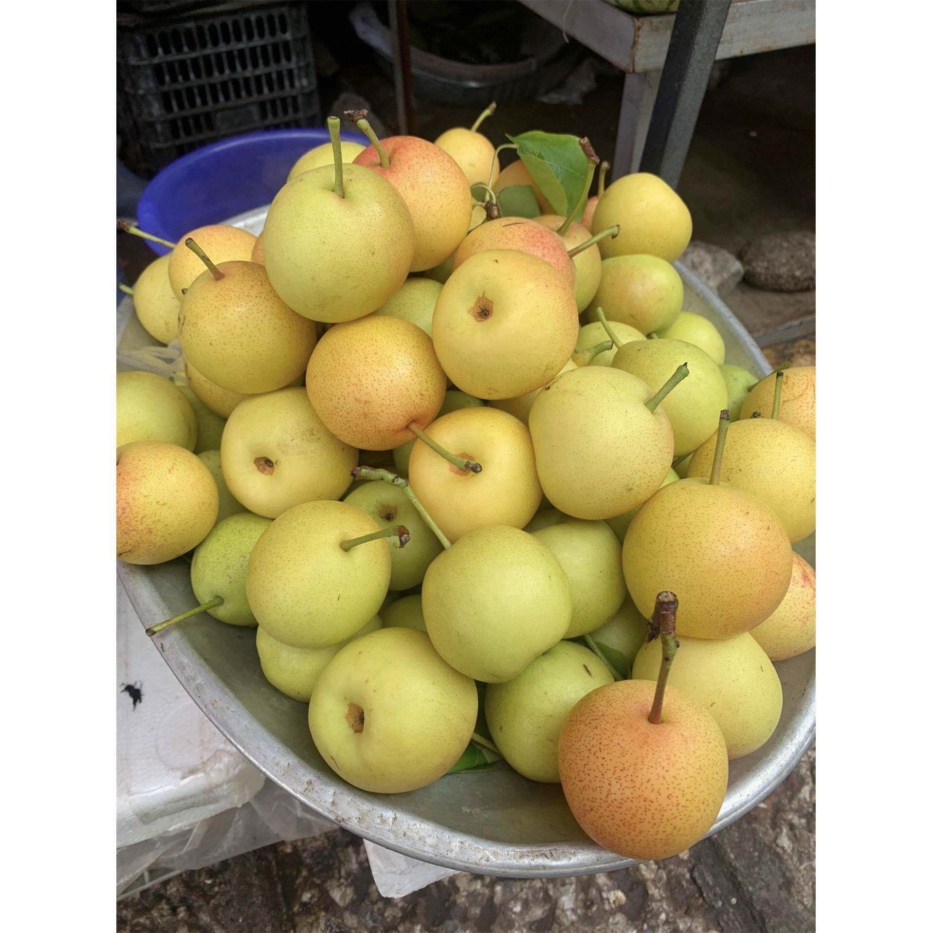 云南小蜜梨儿现摘丁香梨夏季水果新鲜当季脆甜早白酥梨小雪梨蜂糖