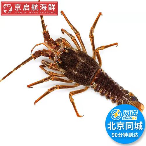5两/只北京闪送鲜活南非龙虾