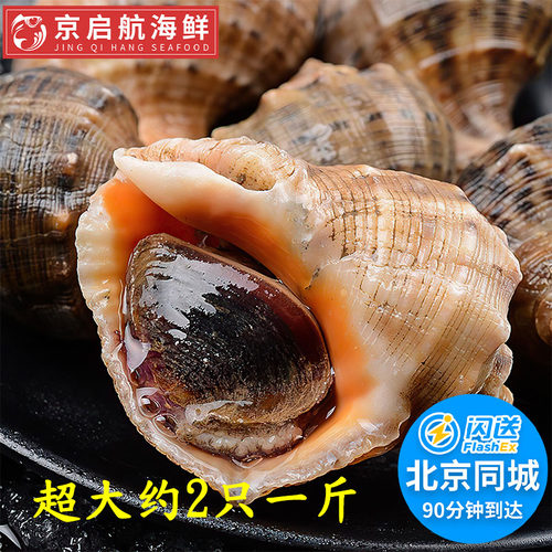 2只一斤海螺鲜活超大北京闪送