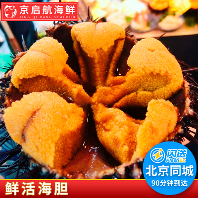 仅限闪送鲜活黄金紫胆马粪