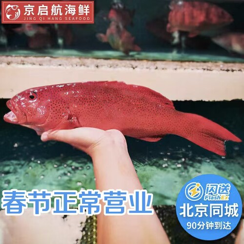 东星斑红斑鲜活国产深海鱼