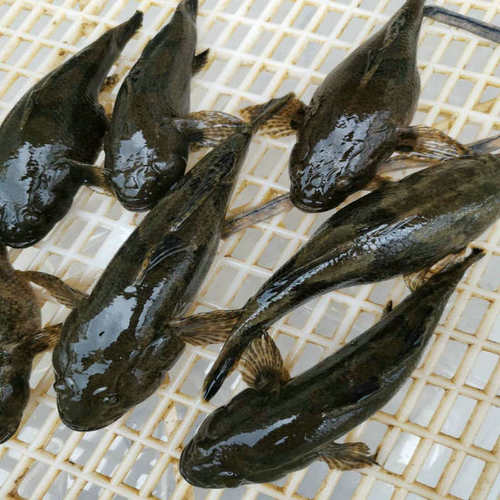 呆子鱼笋壳鱼呆子鱼虎头鱼