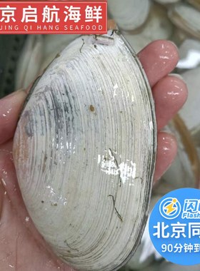 鲜活白刀贝海鲜水产贝类野生刀贝 蝴蝶贝 火锅烧烤1斤约5-10只
