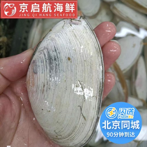 鲜活白刀贝海鲜水产贝类野生刀贝 蝴蝶贝 火锅烧烤1斤约5-10只