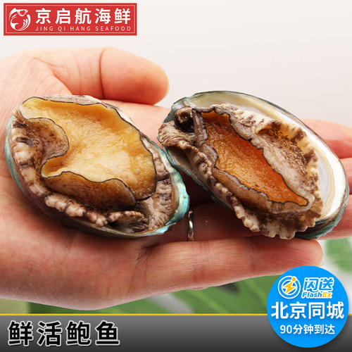 10只装促销35g北京闪送鲍鱼新鲜