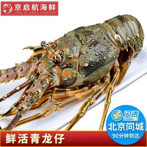 进口海鲜鲜活印尼青龙仔小青龙