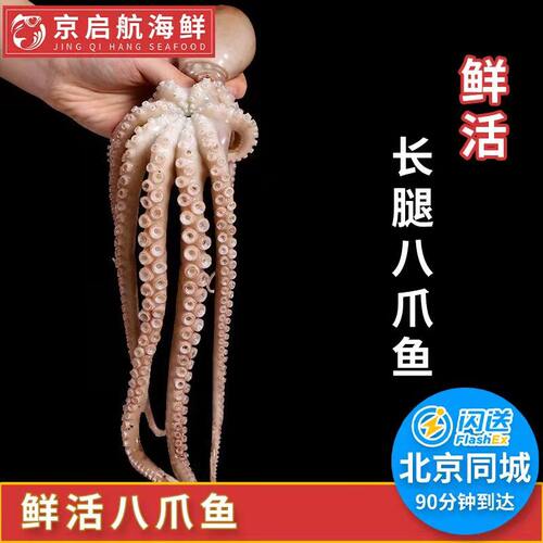 鲜活八爪鱼章鱼大爆头